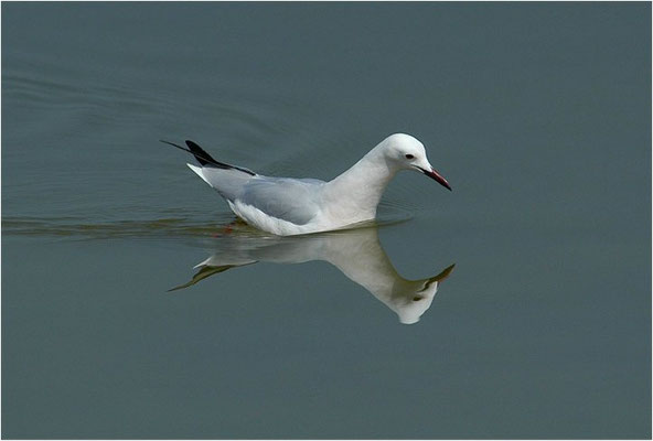 DÜNNSCHNABELMÖWE, SLENDER-BILLED GULL, CHROICOCEPHALUS GENEI