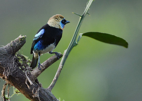 PUPURMASKENTANGARE, GOLDEN-HOODED TANAGER, TANGARA LARVATA