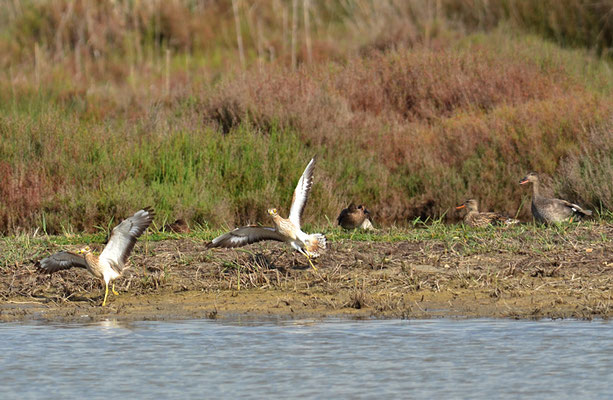TRIEL, STONE CURLEW, BURHINUS OEDICNEMUS