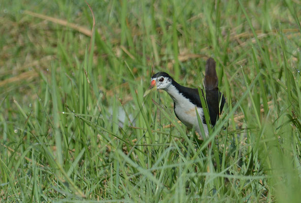 WEISSBRUST-KIELRALLE, WHITE-BREASTED WATERHEN, AMAURORNIS PHOENICURUS