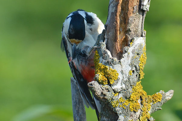 BUNTSPECHT, GREAT SPOTTED WOODPECKER, DENDROCOPOS MAJOR