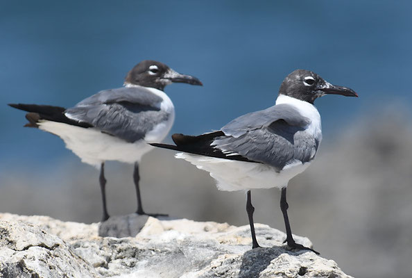 AZTEKENMÖWE, LAUGHING GULL, LEUCOPHAEUS ATRICILLA