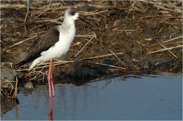 STELZENLÄUFER, BLACK-WINGED STILT, HIMANTOPUS HIMANTOPUS