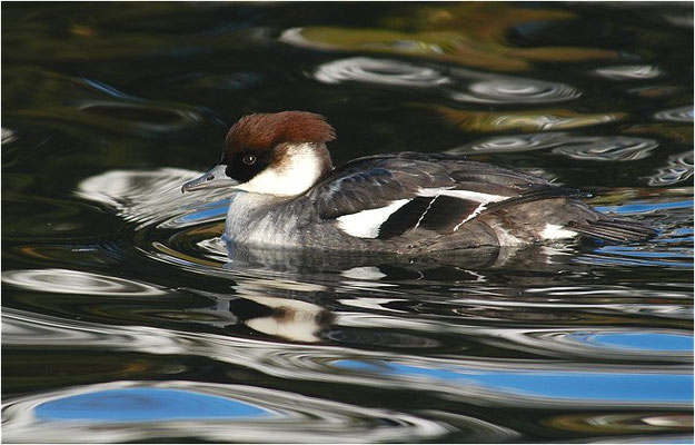 ZWERGSÄGER, SMEW, MERGELLUS ALBELLUS