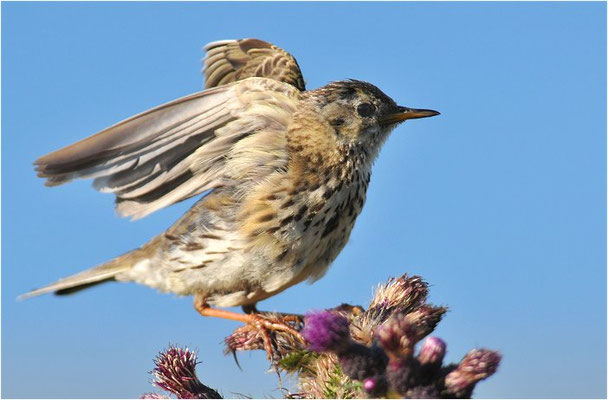 WIESENPIEPER, MEADOW PIPIT, ANTHUS PRATENSIS