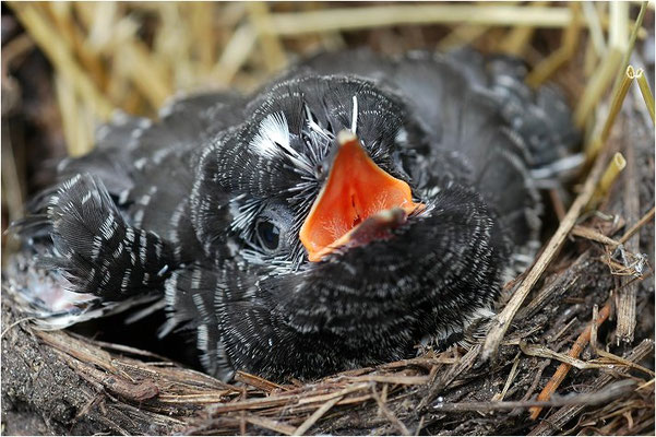 KUCKUCK, COCKOO, CUCULUS CANORUS