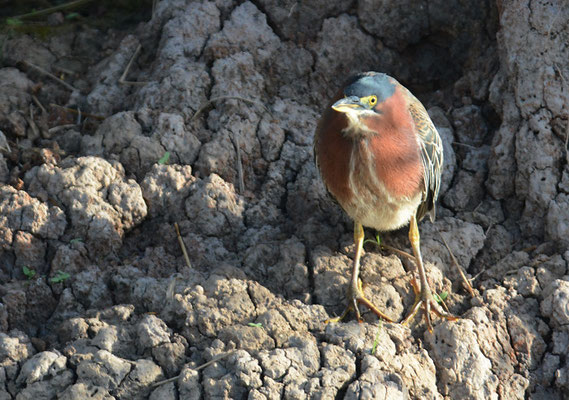 GRÜNREIHER, GREEN HERON, BUTORIDES VIRESCENS
