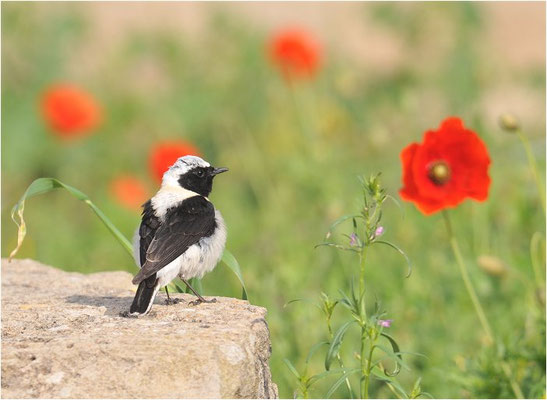 BALKANSTEINSCHMÄTZER, EASTERN BLACK-EARED WHEATEAR, OENANTHE MELANOLEUCA
