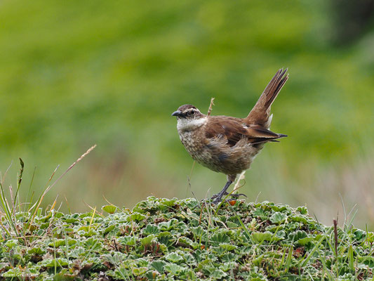 SCHUPPENBRUST-UFERWIPPER, STOUT-BILLED CINCLODES - CINCLODES EXCELSIOR