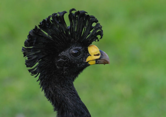 TUBERKEL-HOKKO, GREAT CURASSOW, CRAX RUBRA