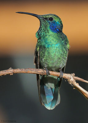 KLEINER VEILCHENOHRKOLIBRI, GREEN VIOLET-EAR, COLIBRI THALASSINUS