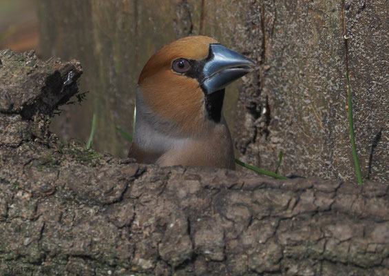 KERNBEISSER, HAWFINCH, COCCOTHRAUSTES  COCCOTHRAUSTES