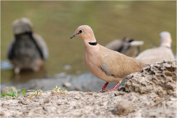 RÖTELTAUBE, VINACEOUS DOVE, STREPTOPELIA VINACEA