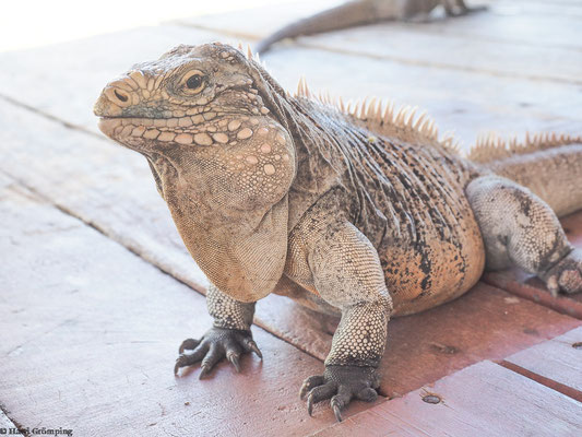 Kubanischer Leguan auf Cayo Iguana