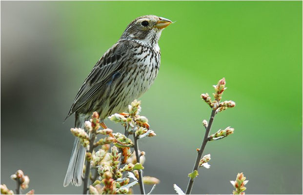 GRAUAMMER, CORN BUNTING, EMBERIZA CALANDRA