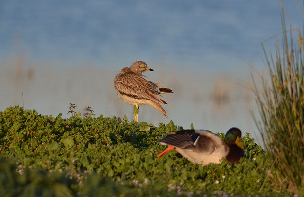 TRIEL, STONE CURLEW, BURHINUS OEDICNEMUS