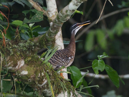 Sonnenralle, Sunbittern - Eurypyga helias