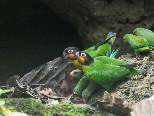 Goldwangenpapagei, Orange-cheeked parrot - Pyrilla barrabandi