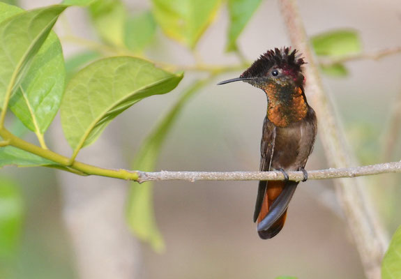 TOPASRUBINKOLIBRI, RUBY-TOPAZ HUMMINGBIRD, CHRYSOLAMPIS MOSQUITUS