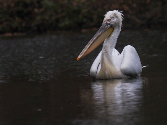 Krauskopfpelikan, Dalmatian Pelican - Pelecanus crispus