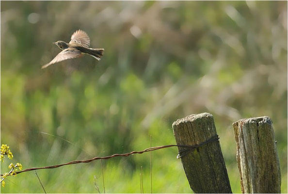 BAUMPIEPER, TREEPIPIT, ANTHUS TRIVIALIS