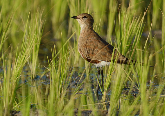STELZENBRACHSCHWALBE, AUSTRALIAN PRATINCOLE, STILTIA ISABELLA