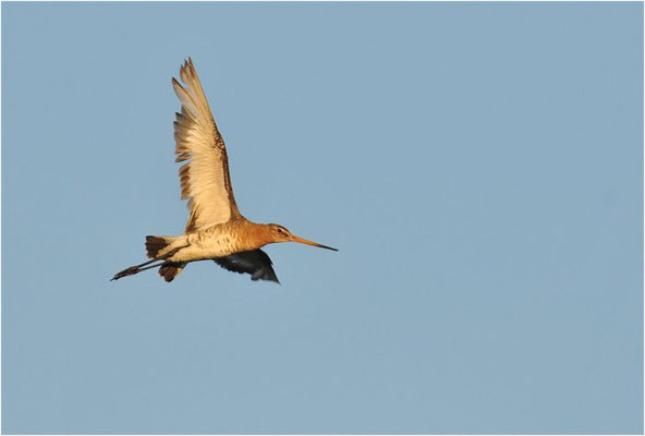 UFERSCHNEPFE, BLACK-TAILED GODWIT, LIMOSA LIMOSA