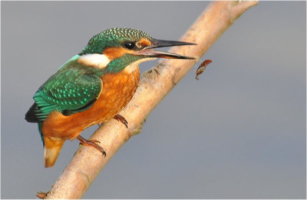 EISVOGEL, COMMON KINGFISHER, ALCEDO ATTHIS