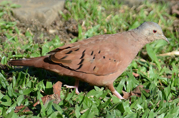 ROSTTÄUBCHEN, RUDDY GROUND DOVE, COLUMBINA TALPACOTI