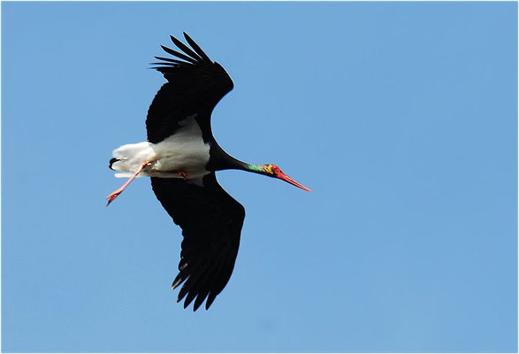 SCHWARZSTORCH, BLACK STORK, CICONIA NIGRA