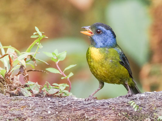 EDWARDSTANGARE, MOSS-BACKED TANAGER -  BANGSIA EDWARDSI