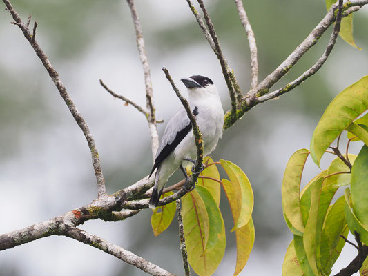 SCHWARZKAPPEN-BEKARDE, BLACK-CROWNED TITYRA, TITYRA INQUISITOR