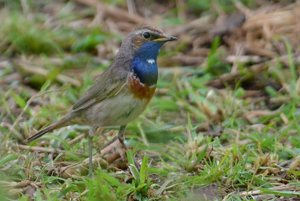 BLAUKEHLCHEN, BLUETHROAT, LUSCINIA SVECICA