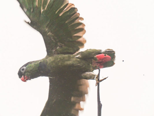 Dunenkopfpapagei, red-billed Parrot - Pionus sordidus