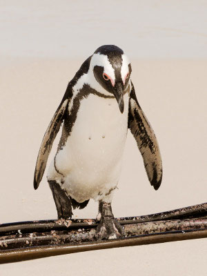 Kappinguin, african penguin, pespheniscus demersus