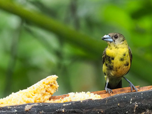 ZITRONENTANGARE, LEMON-RUMPED TANAGER - RAMPHOCELUS ICTERONOTUS