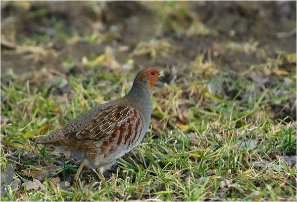 REBHUHN, GREY PARTRIDGE, PERDIX PERDIX