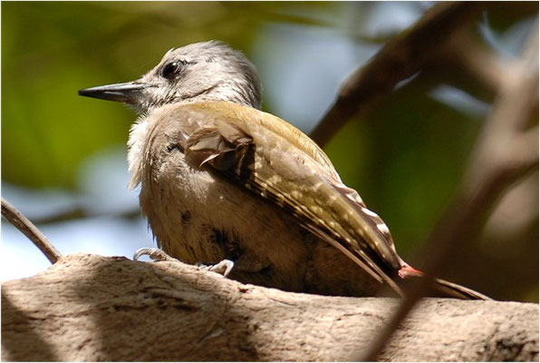 GRAUBRUSTSPECHT, GREY WOODPECKER, DENDROPICUS GOERTAE