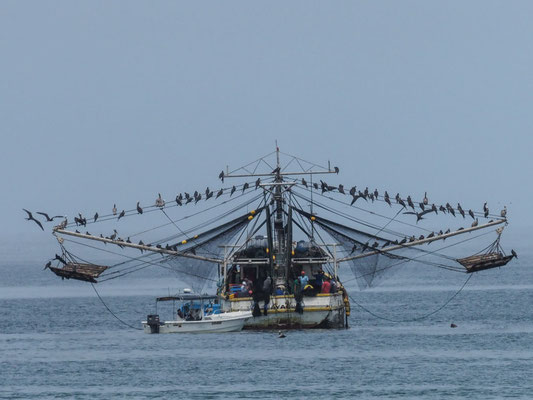 BRAUNER PELIKAN, BROWN PELICAN - PELECANUS OCCIDENTALIS mit Fregattvögeln