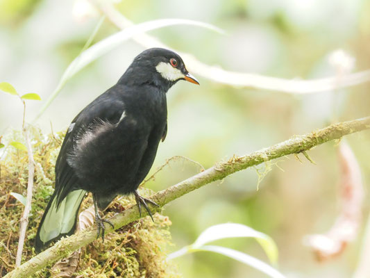 Schwarzklarino, Black Solitaire - Entomodestes coracinus