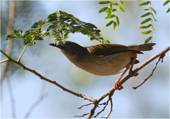 MECKERGRASMÜCKE, GREY BACKED CAMAROPTERA, CAMAROPTERA BRACHYURA