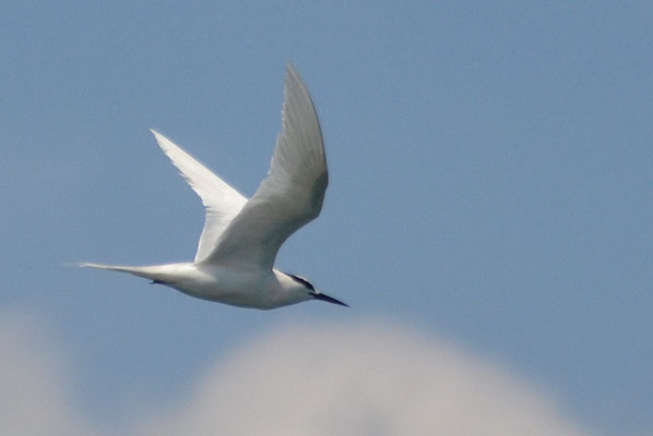 SCHWARZNACKEN-SEESCHWALBE, BLACK-NAPED TERN, STERNA SUMATRANA