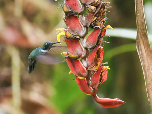 Ost- Bunthalskolibri, White-throated Daggerbill -Schistes geoffroyi