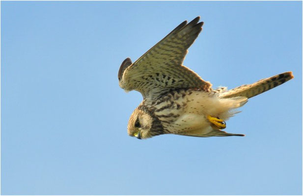 TURMFALKE, KESTREL, FALCO TINNUNCULUS