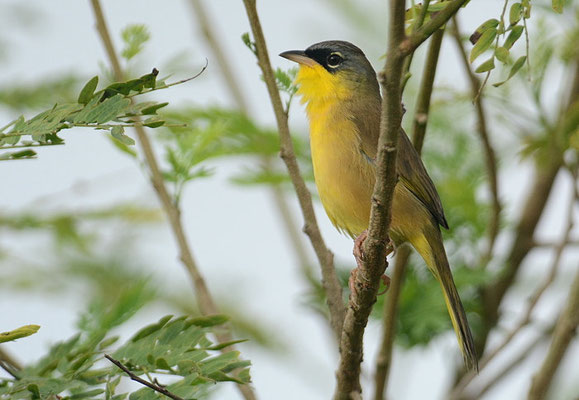 WIESEN-GELBKEHLCHEN, GRAY-CROWNED YELLOWTHROAT, GEOTHLYPIS POLIOCEPHALA 