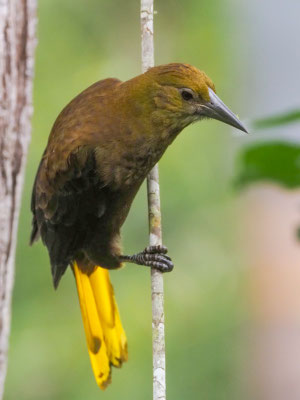 BREITHAUBEN-STIRNVOGEL, RUSSET-BACKED OROPENDOLA - PSAROCOLIUS ANGUSTIFRONS