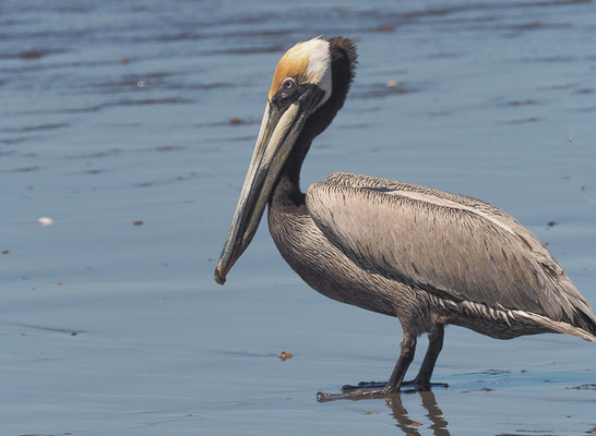 BRAUNER PELIKAN, BROWN PELICAN, PELECANUS OCCIDENTALIS