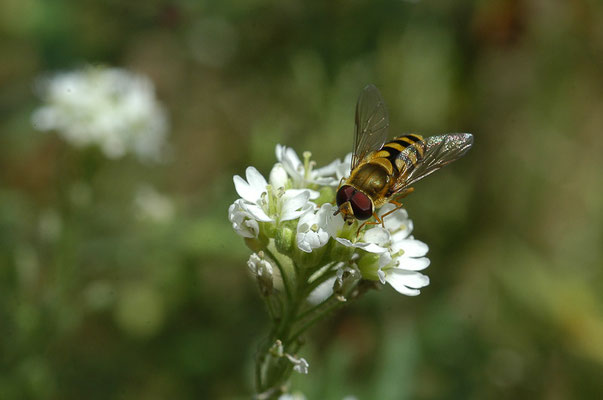 GROSSE SCHWEBFLIEGE, SYRPHUS RIBESII