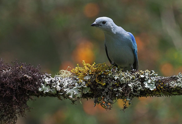 BLAUTANGARE (BISCHOFSTANGARE), BLUE-GRAY TANAGER, THRAUPIS EPISCOPUS