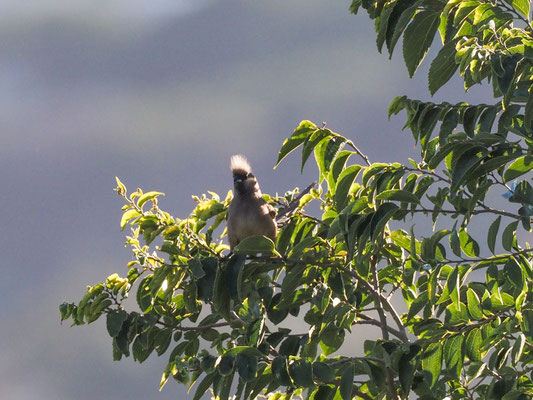 BRAUNFLÜGEL-MAUSVOGEL, SPECKLED MOUSEBIRD, COLIUS STRIATUS
